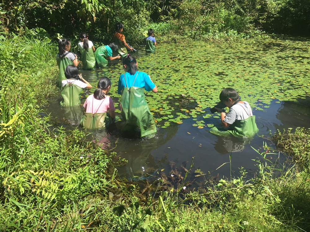 成福國小師生進行水中生態觀察課程